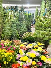 將圖片載入圖庫檢視器 豪華美國高貴冷杉聖誕樹 5-6 英尺