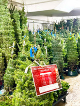 將圖片載入圖庫檢視器 AA+ 級貴族冷杉聖誕樹 7-8 英尺