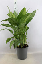 將圖片載入圖庫檢視器 萬年青