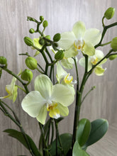 Load image into Gallery viewer, DANCING ORCHID ARRANGMENT
