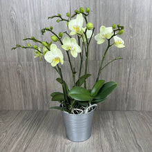 Load image into Gallery viewer, DANCING ORCHID ARRANGMENT