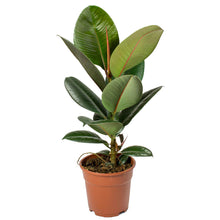 將圖片載入圖庫檢視器 印度榕