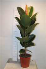 將圖片載入圖庫檢視器 印度榕