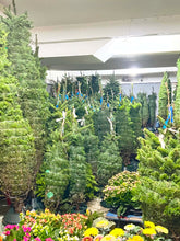 將圖片載入圖庫檢視器 AA+ 級美國高貴冷杉聖誕樹 3-4 英尺