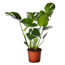 Load image into Gallery viewer, MONSTERA DELICIOSA