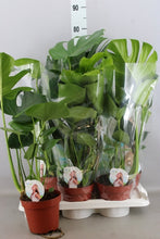 Load image into Gallery viewer, MONSTERA DELICIOSA