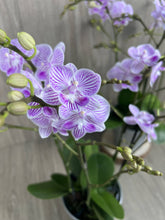 Load image into Gallery viewer, ORCHID BLOOM ARRANGMENT