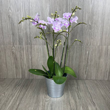 Load image into Gallery viewer, ORCHID BLOOM ARRANGMENT
