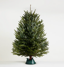 將圖片載入圖庫檢視器 AA+ 級美國高貴冷杉聖誕樹 3-4 英尺