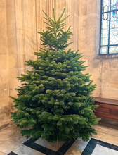將圖片載入圖庫檢視器 AA+ 級美國高貴冷杉聖誕樹 3-4 英尺