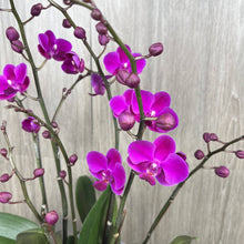 Load image into Gallery viewer, VIOLET ORCHID IN VASE