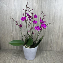 Load image into Gallery viewer, VIOLET ORCHID IN VASE