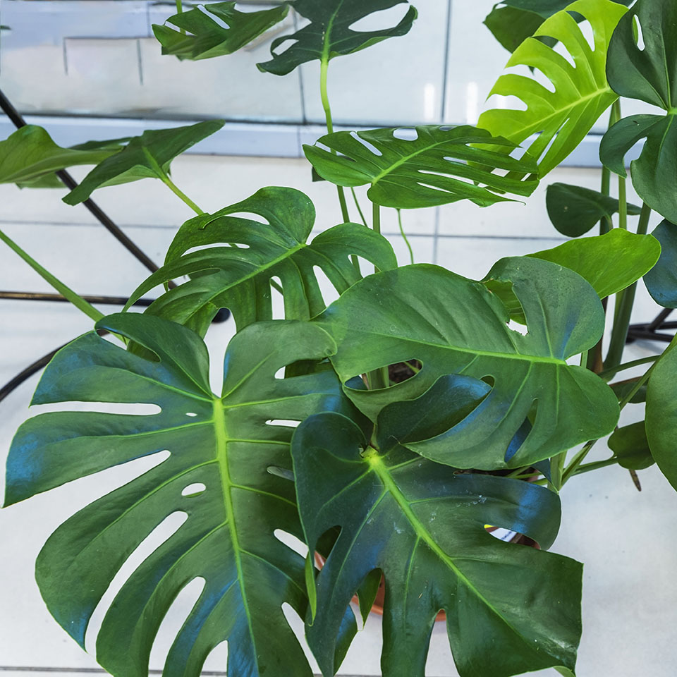 MONSTERA DELICIOSA – Woodsy Garden 源林