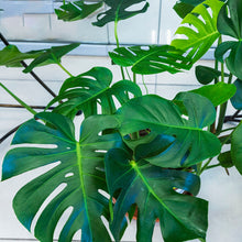 Load image into Gallery viewer, MONSTERA DELICIOSA