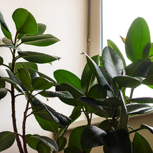 將圖片載入圖庫檢視器 印度榕