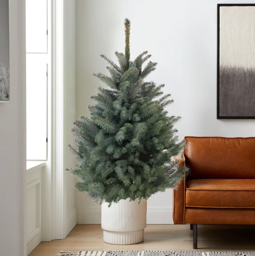 LUXURY US NOBLE FIR CHRISTMAS TREE 5-6ft