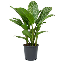 Load image into Gallery viewer, AGLAONEMA OVERIG
