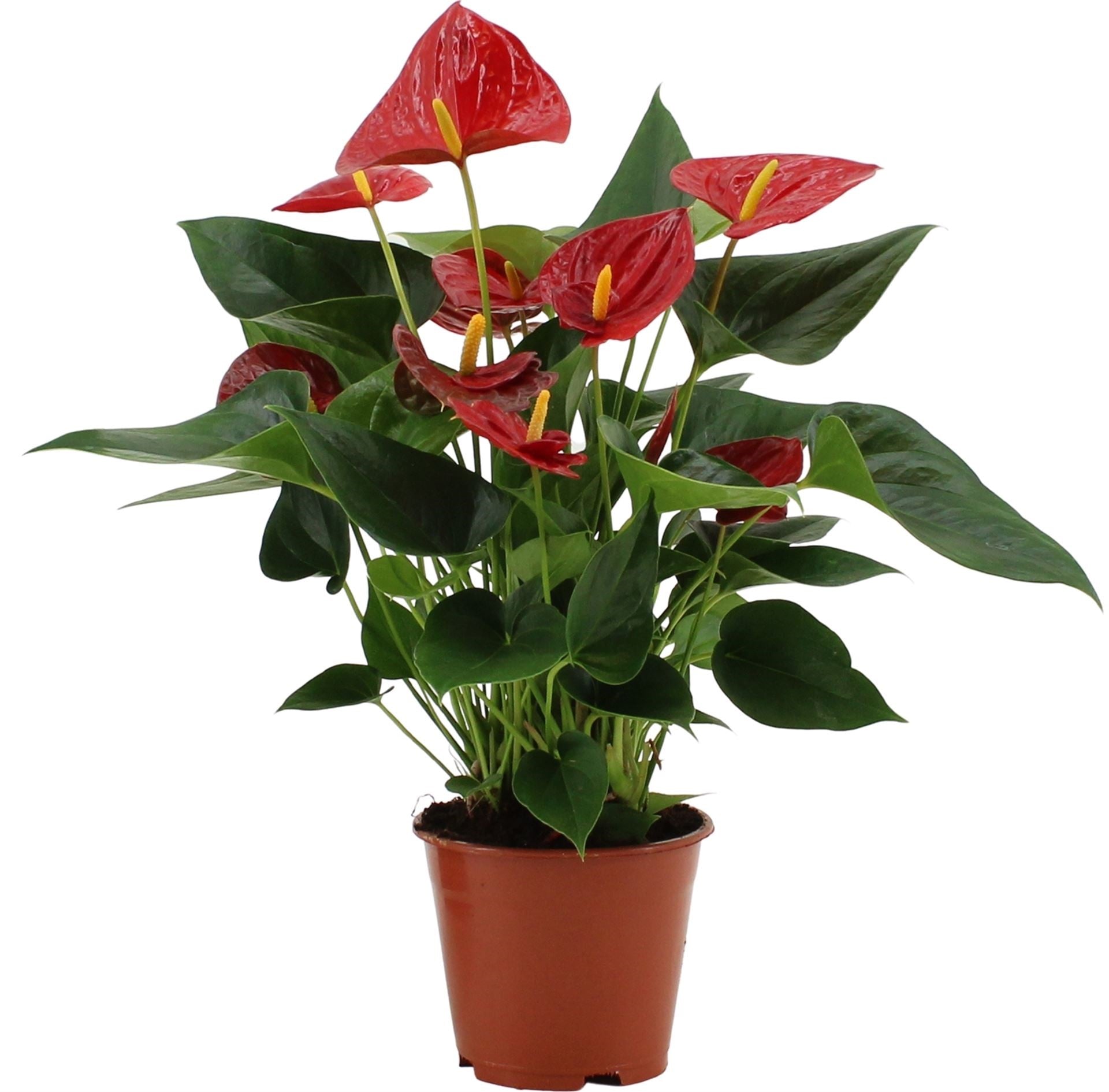 ANTHURIUM DIAMOND RED – Woodsy Garden 源林