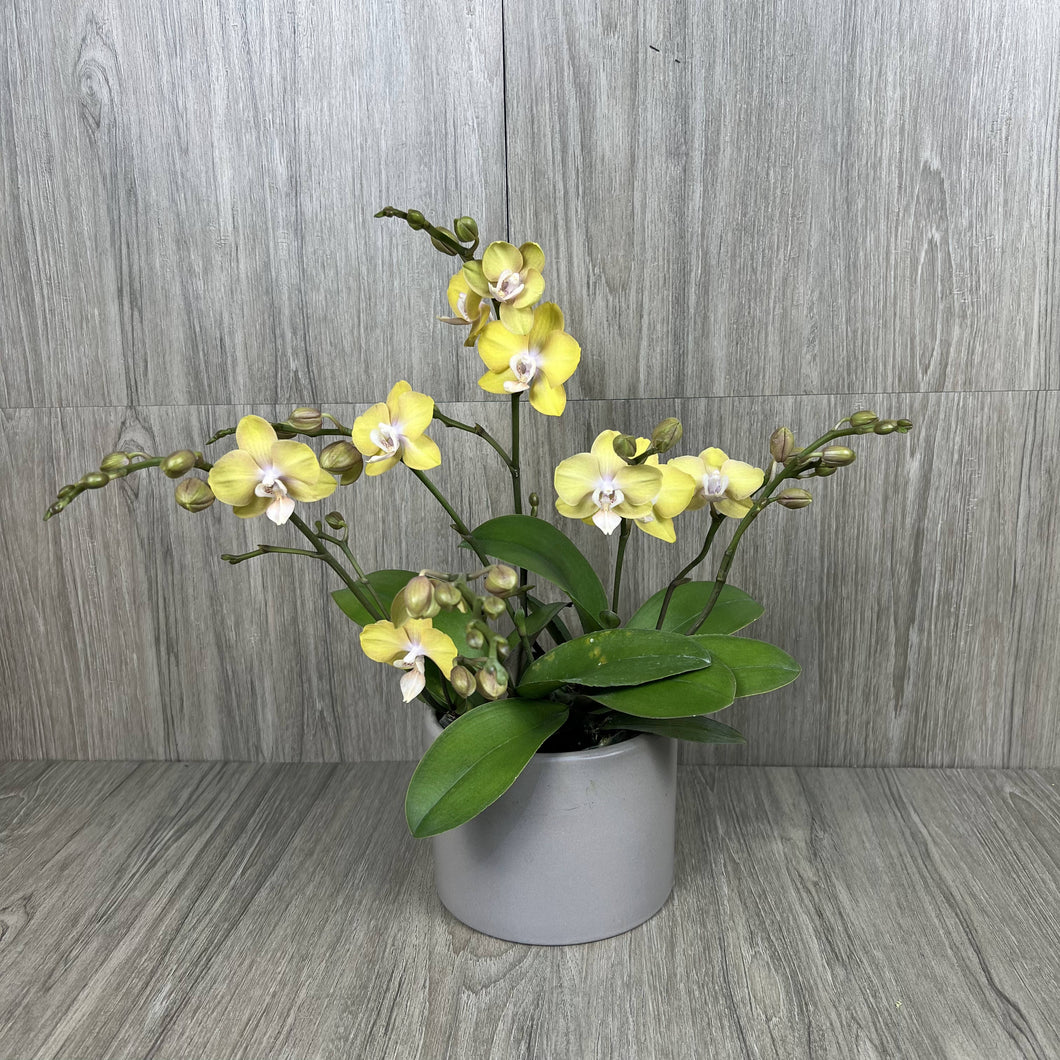 SUNNY ORCHID ARRANGMENT