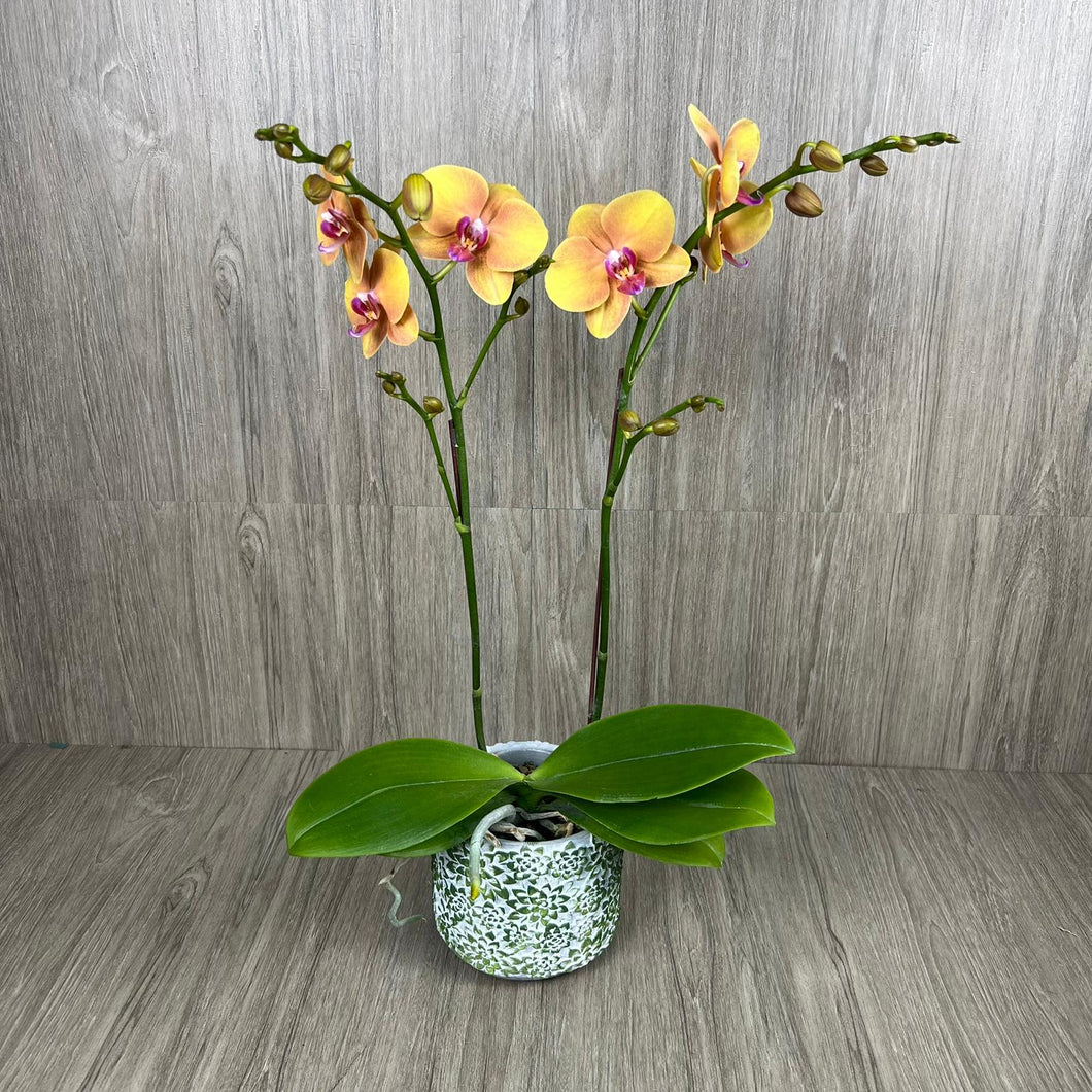 SUNSET ORCHID IN VASE